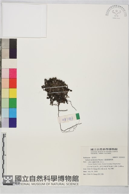 太魯閣豬殃殃藏品圖，第1張