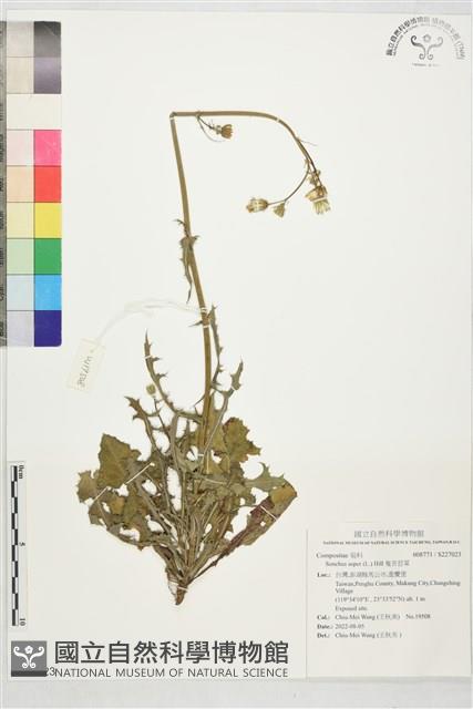 鬼苦苣菜藏品圖，第1張