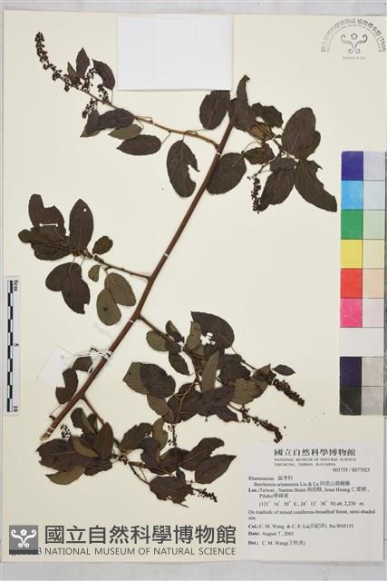 阿里山黃鱔藤藏品圖，第1張