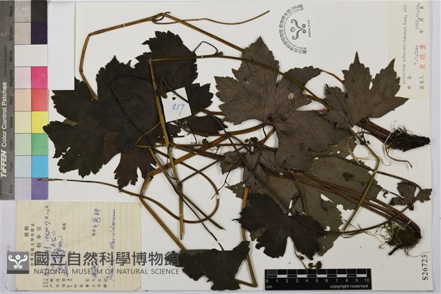 兩色烏頭藏品圖，第1張