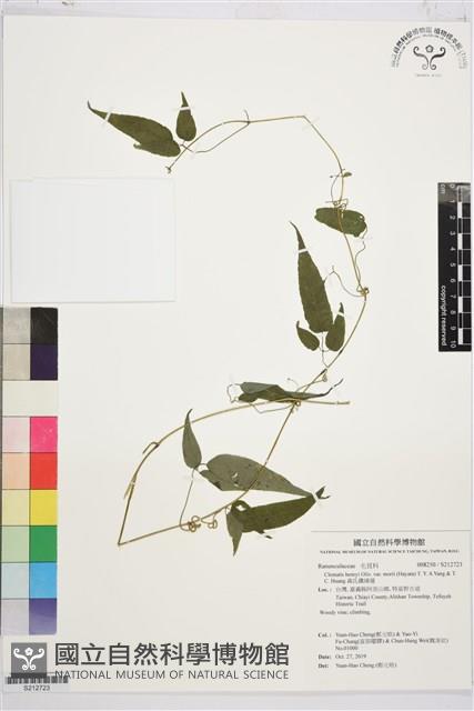 森氏鐵線蓮藏品圖，第1張