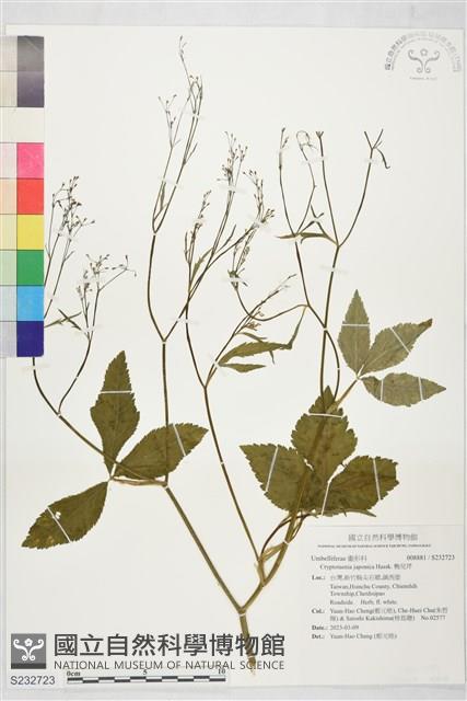 鴨兒芹藏品圖，第1張