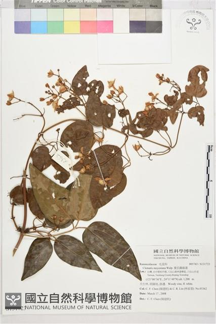 麥氏鐵線蓮藏品圖，第2張