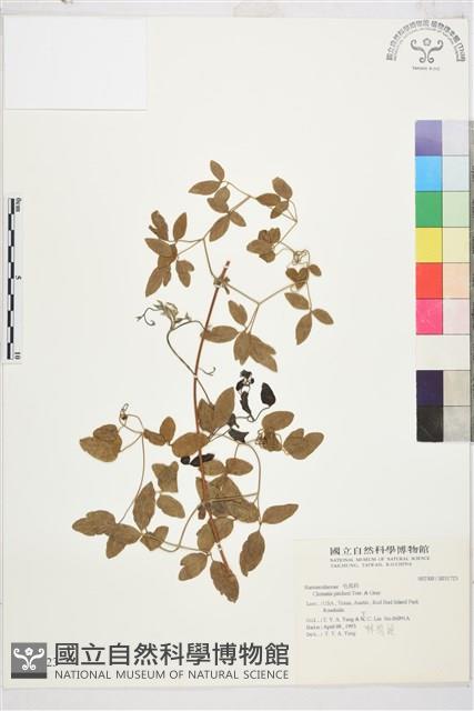 登錄號:S031723藏品圖，第1張