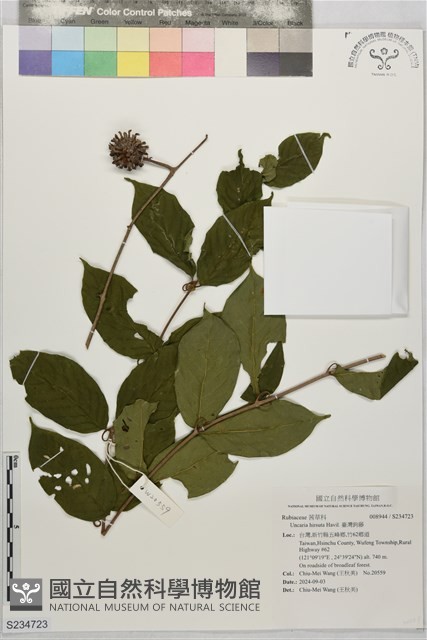 臺灣鉤藤藏品圖，第1張