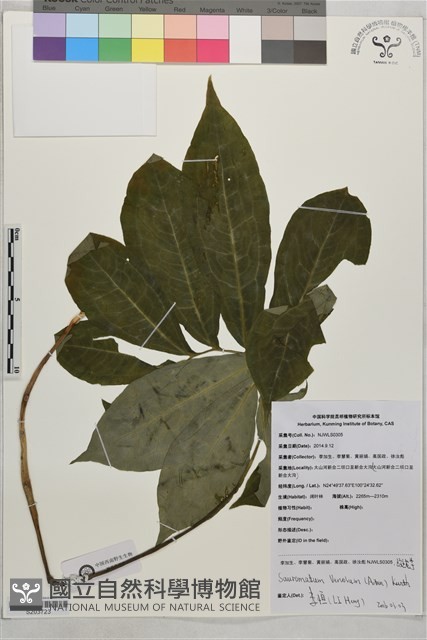 斑龍芋藏品圖，第1張