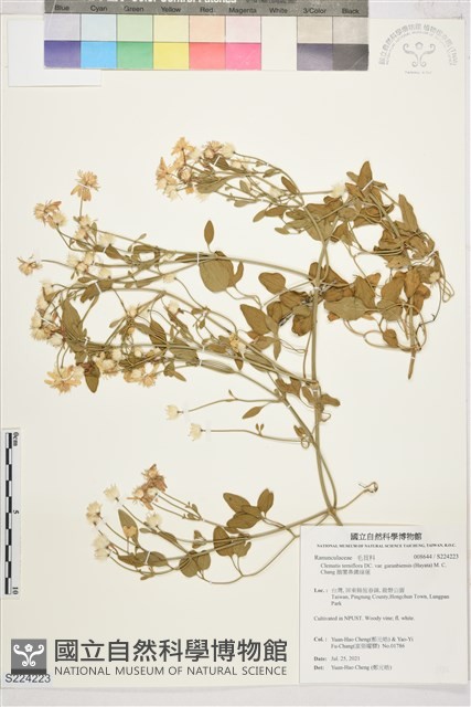 鵝鑾鼻鐵線蓮藏品圖，第1張