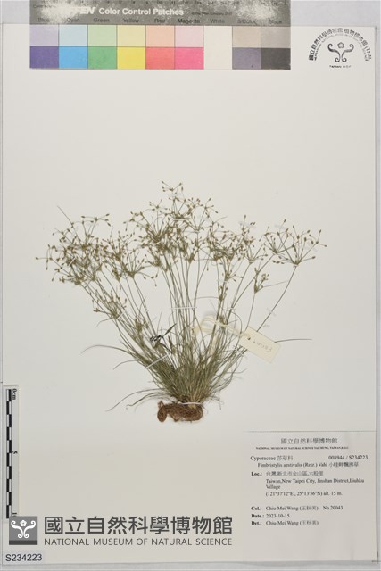 小畦畔飄拂草藏品圖，第1張