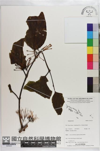 登錄號:S203223藏品圖，第1張