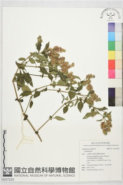 登錄號:S227223藏品圖，第1張