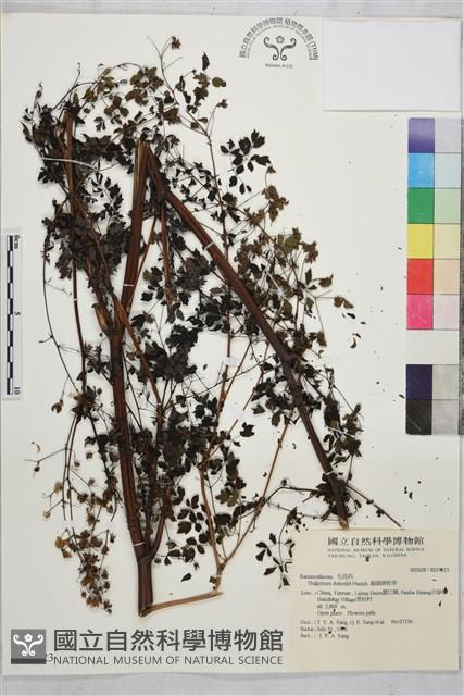 偏翅唐松草藏品圖，第1張