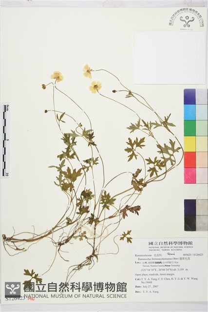 蓬萊毛茛藏品圖，第1張