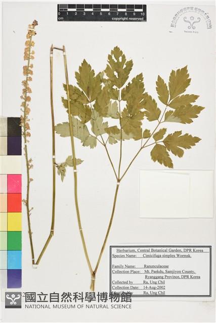 昇麻藏品圖，第1張