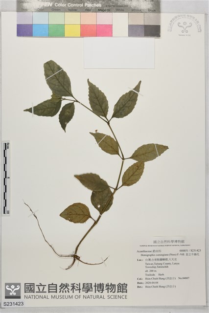 直立半插花藏品圖，第1張