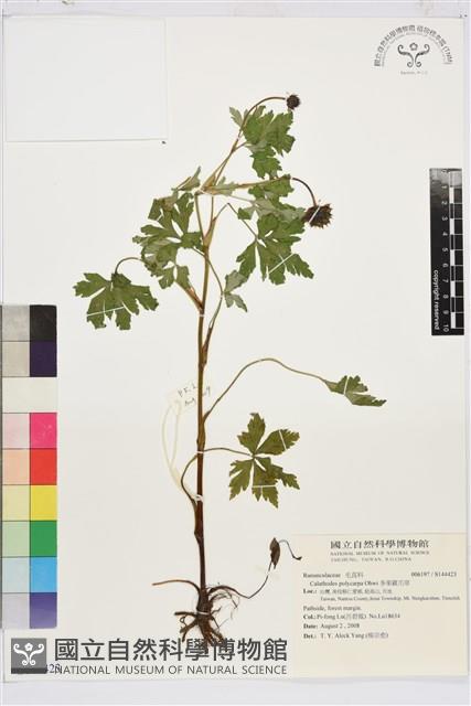 多果雞爪草藏品圖，第1張