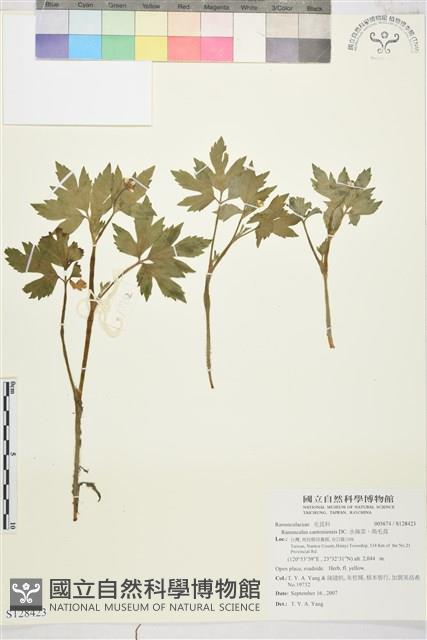 水辣菜、禺毛茛藏品圖，第1張