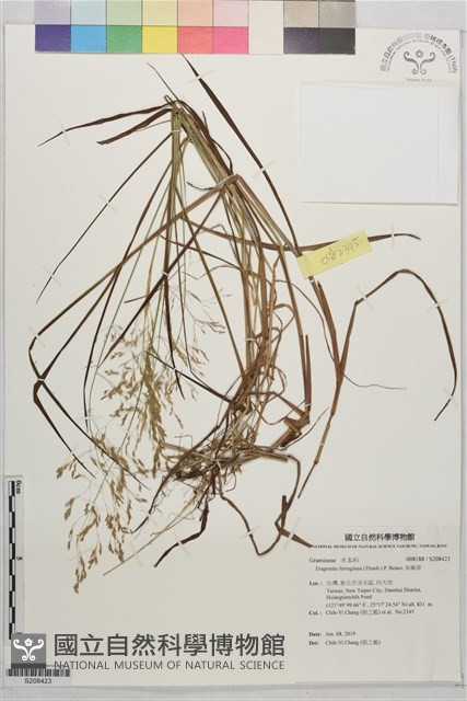 知風草藏品圖，第1張