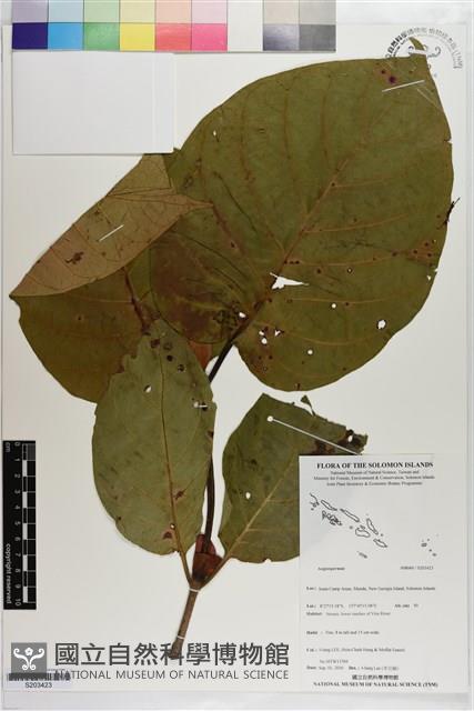 登錄號:S203423藏品圖，第1張