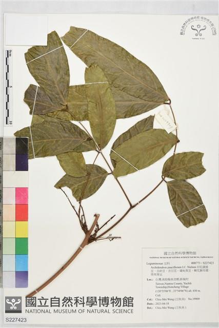 印尼頷垂豆、吉鈴豆、吉日豆、緬甸臭豆、稀花猴耳環、得英蒂豆藏品圖，第1張