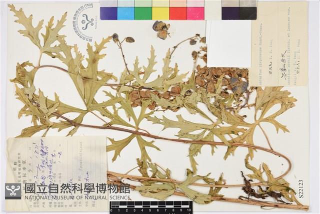 中甸烏頭藏品圖，第1張