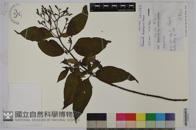 台北玉葉金花藏品圖，第1張