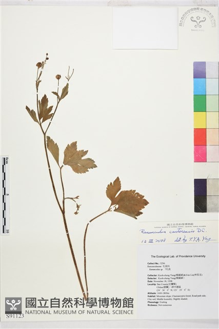 水辣菜、禺毛茛藏品圖，第1張