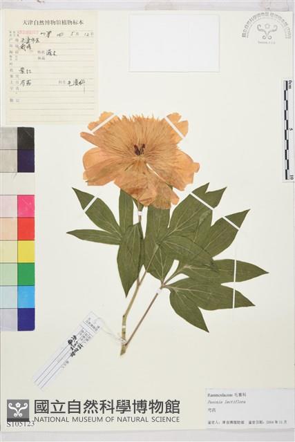 芍藥藏品圖，第1張