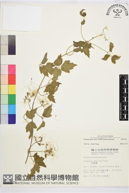 串鼻龍藏品圖，第1張