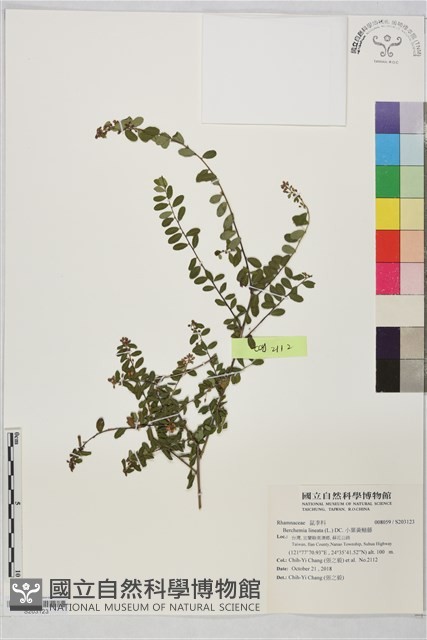 小葉黃鱔藤藏品圖，第1張
