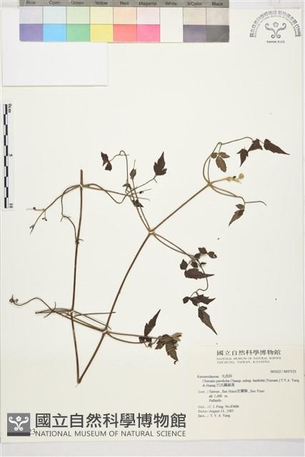 巴氏鐵線蓮藏品圖，第2張