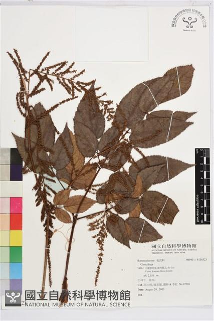 登錄號:S136323藏品圖，第1張