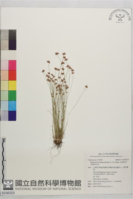 毛球柱草、高雄球柱草藏品圖，第1張