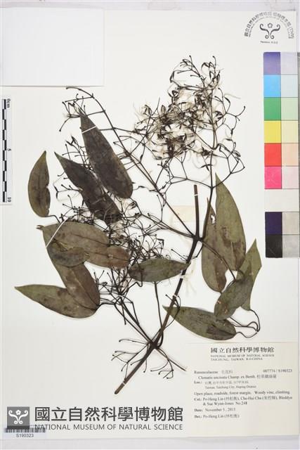 柱果鐵線蓮藏品圖，第1張