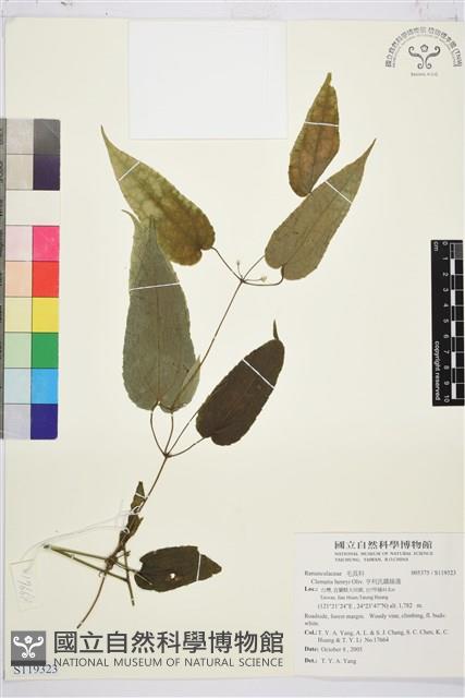 亨利氏鐵線蓮藏品圖，第1張