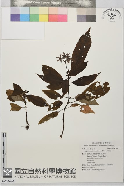 水冠草藏品圖，第1張
