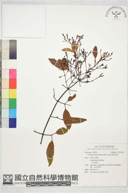 披針葉茉莉花藏品圖，第1張