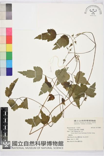 串鼻龍藏品圖，第1張