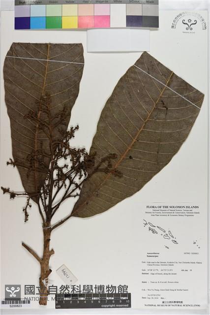 Accession Number:S200823 Collection Image