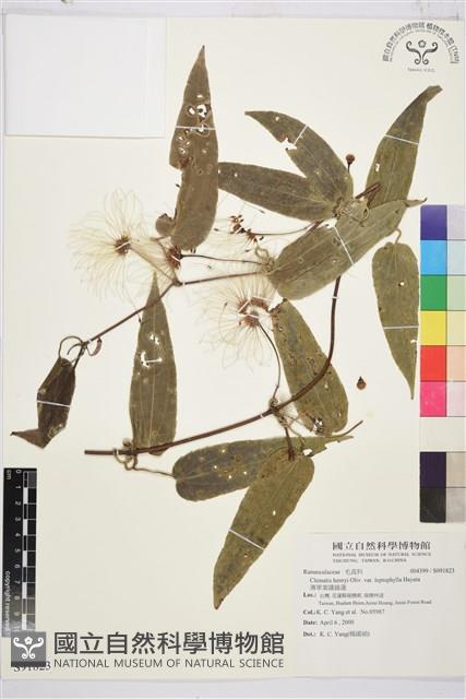 薄單葉鐵線蓮藏品圖，第1張