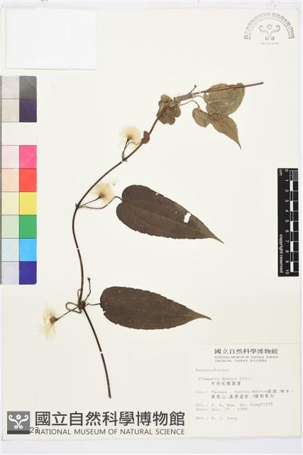 亨利氏鐵線蓮藏品圖，第2張