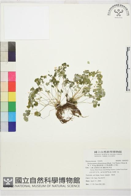 鐵線蕨葉人字果、臺灣人字果藏品圖，第1張