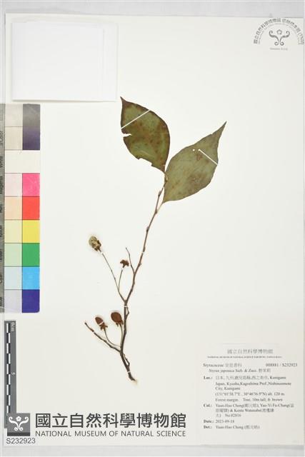 野茉莉藏品圖，第1張