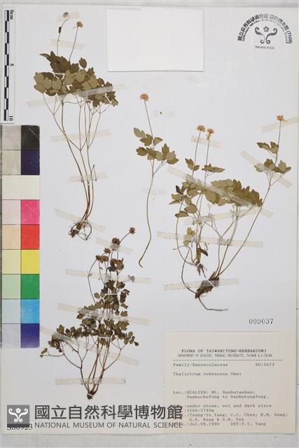 南湖唐松草藏品圖，第1張