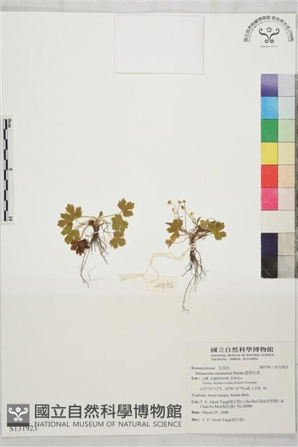 鹿場毛茛藏品圖，第1張