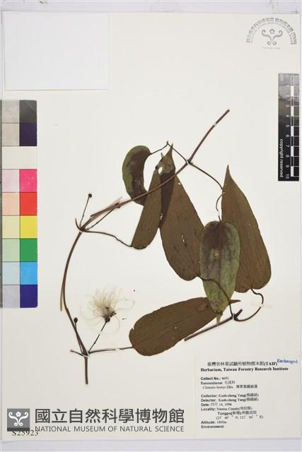 亨利氏鐵線蓮藏品圖，第1張