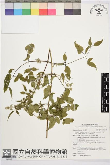 梨山小蓑衣藤藏品圖，第1張