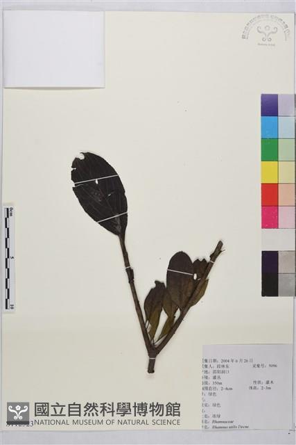 凍綠藏品圖，第1張