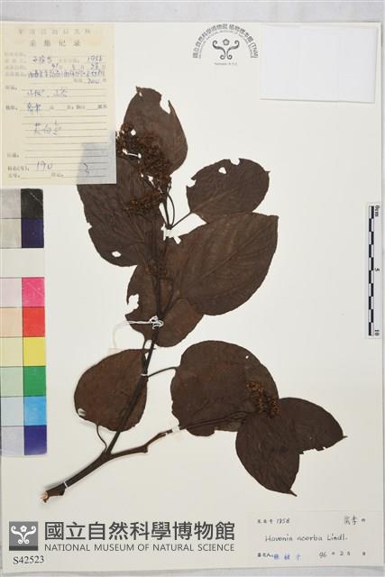 拐棗、枳椇藏品圖，第1張