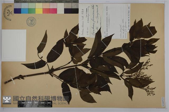 冇骨消藏品圖，第1張