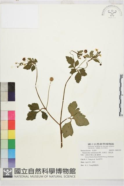 水辣菜、禺毛茛藏品圖，第1張